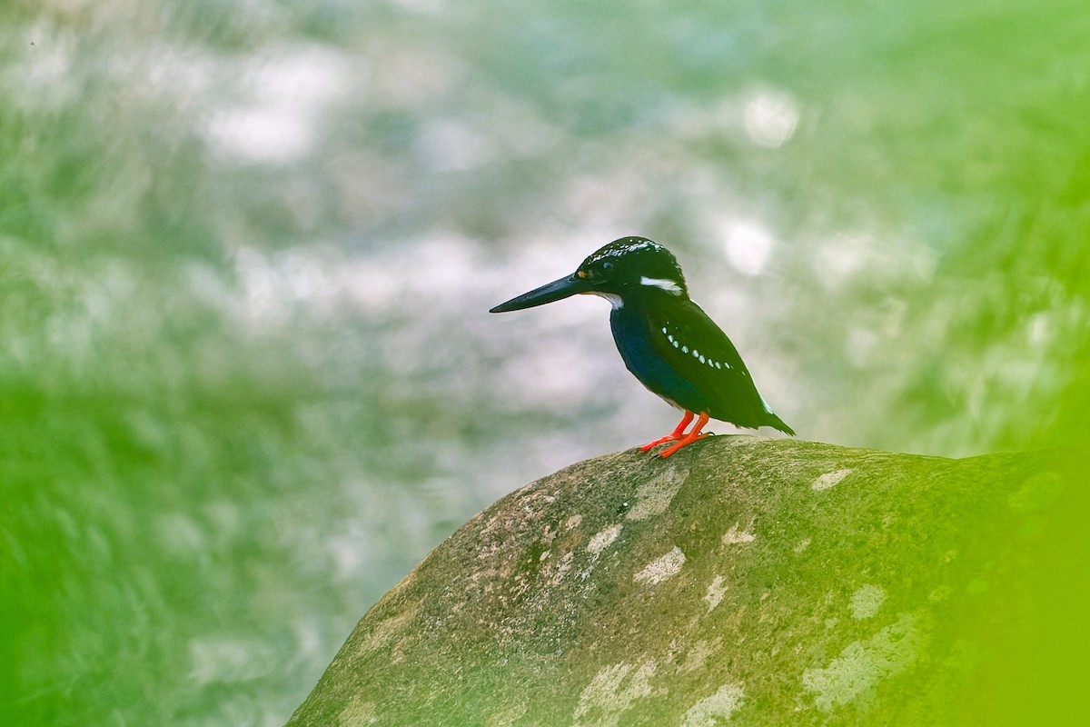 Northern Silvery-Kingfisher - ML634330580