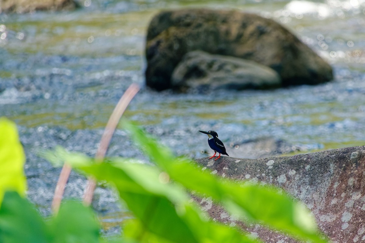 Northern Silvery-Kingfisher - ML634330617
