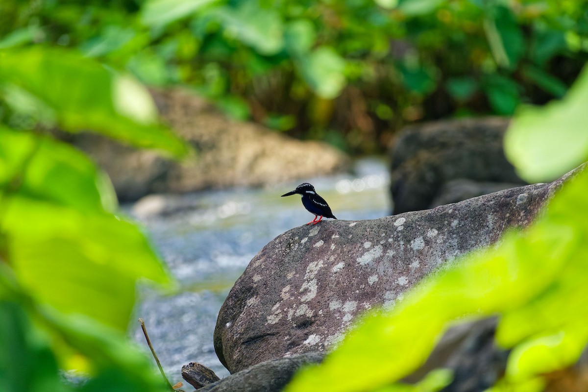 Northern Silvery-Kingfisher - ML634330618
