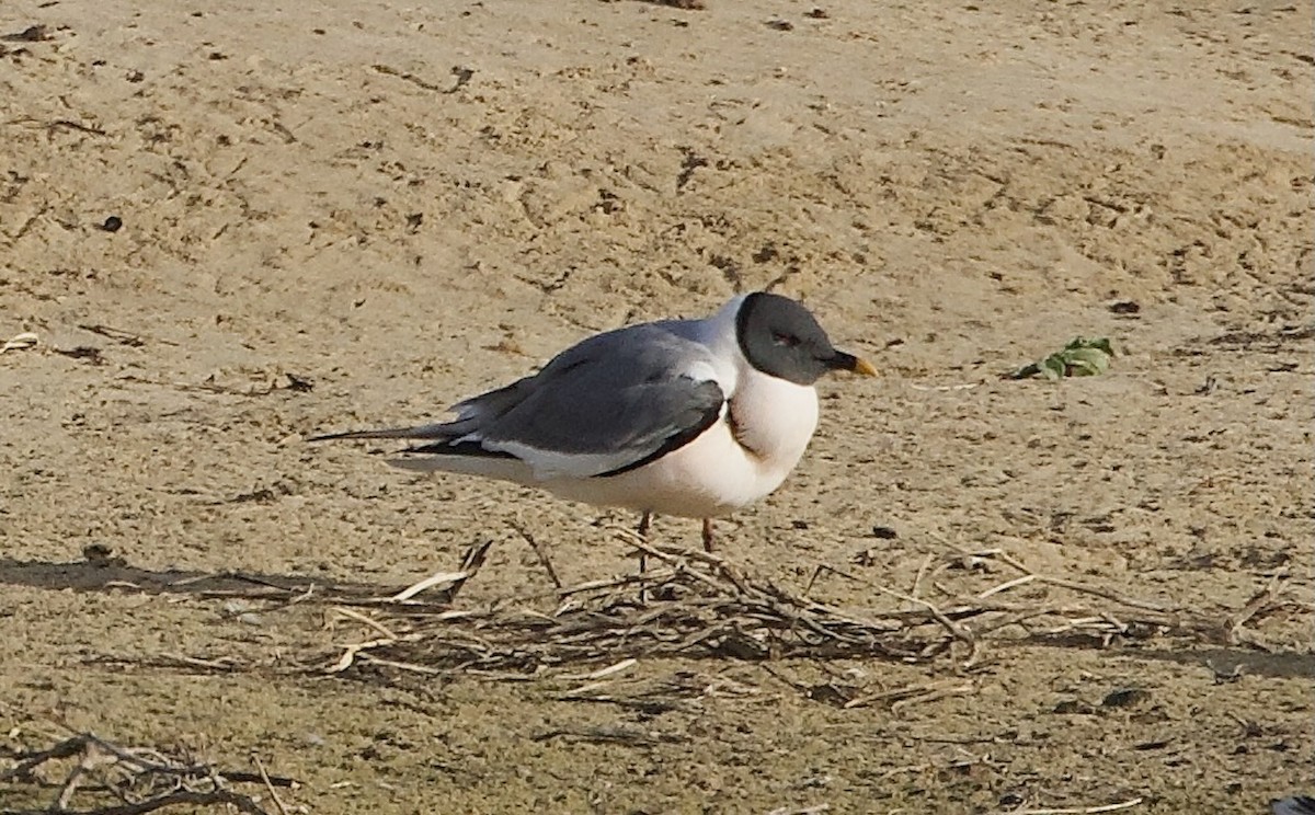 クビワカモメ - ML634330625