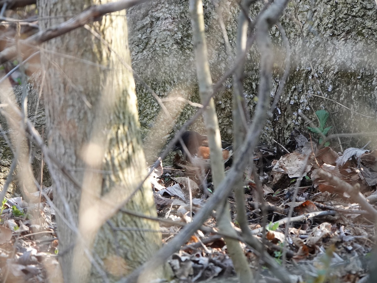 Eastern Towhee - ML634330668