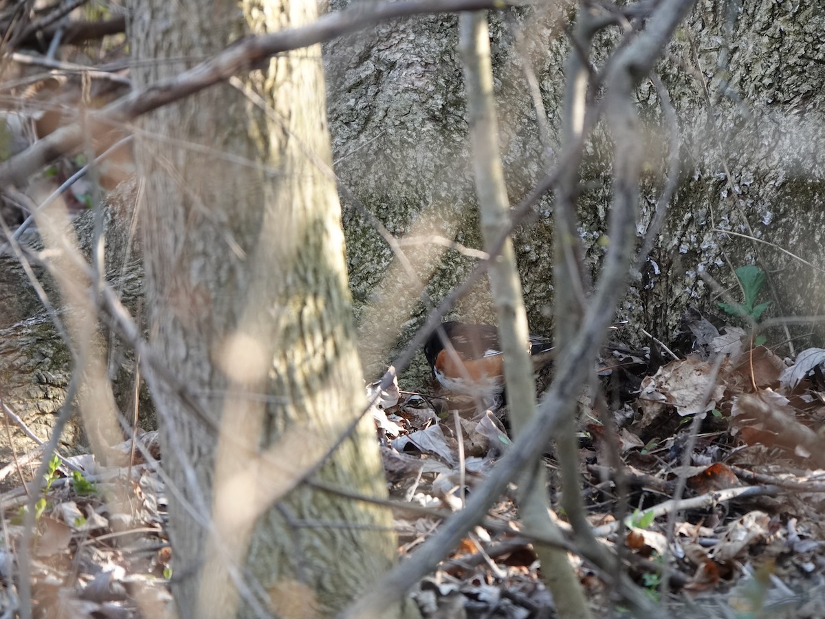 Eastern Towhee - ML634330669