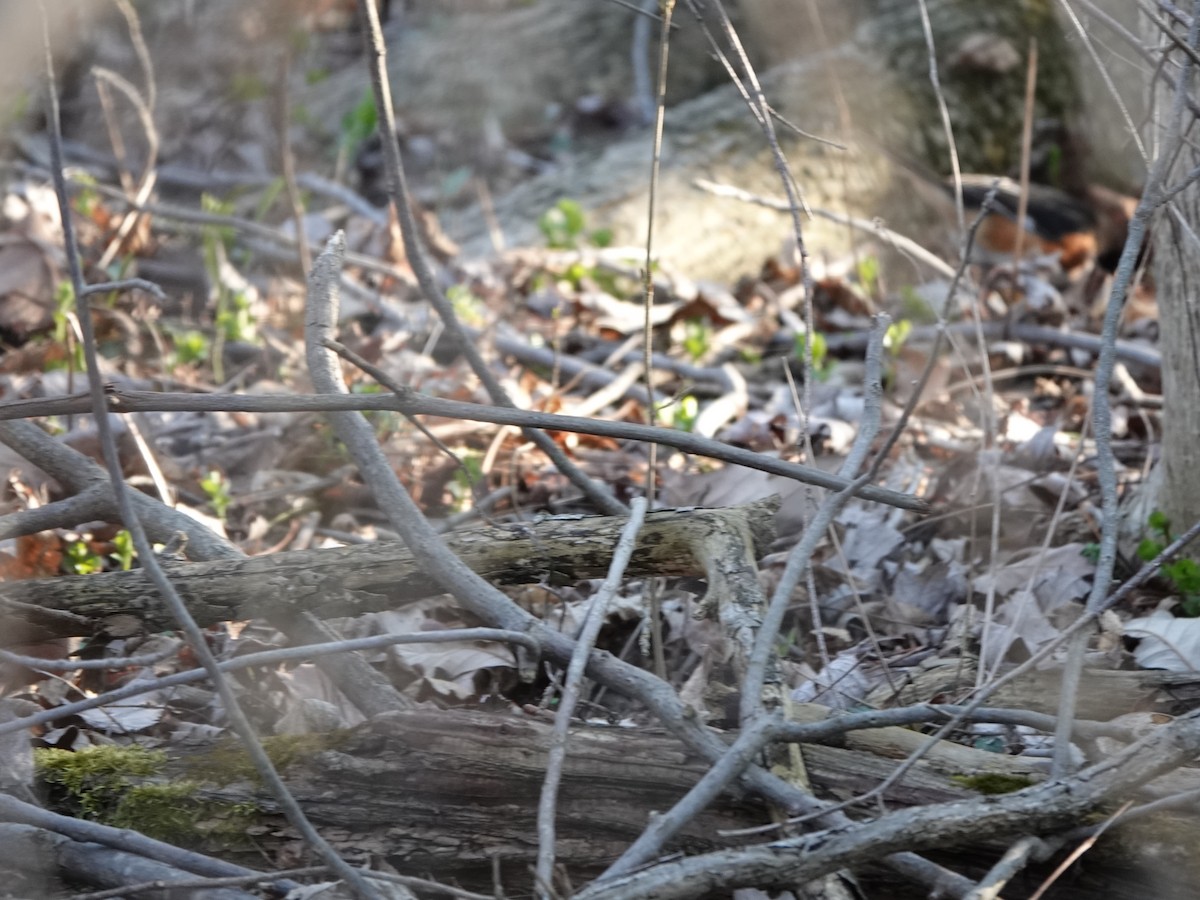 Eastern Towhee - ML634330670