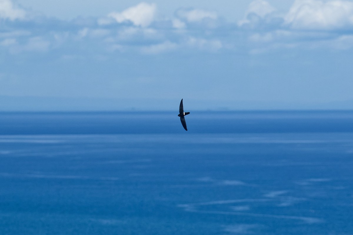 コビトアナツバメ - ML634330768