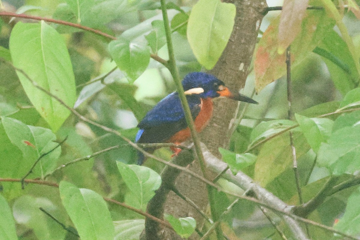 Blue-eared Kingfisher - ML634330979