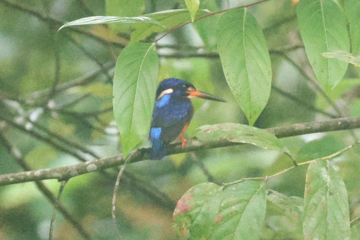 Blue-eared Kingfisher - ML634330980