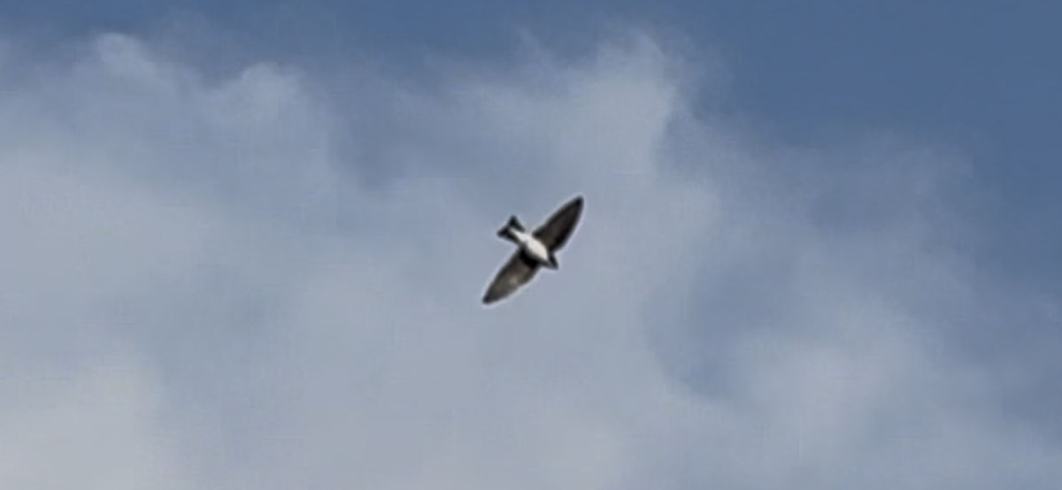 Tree Swallow - ML634331051
