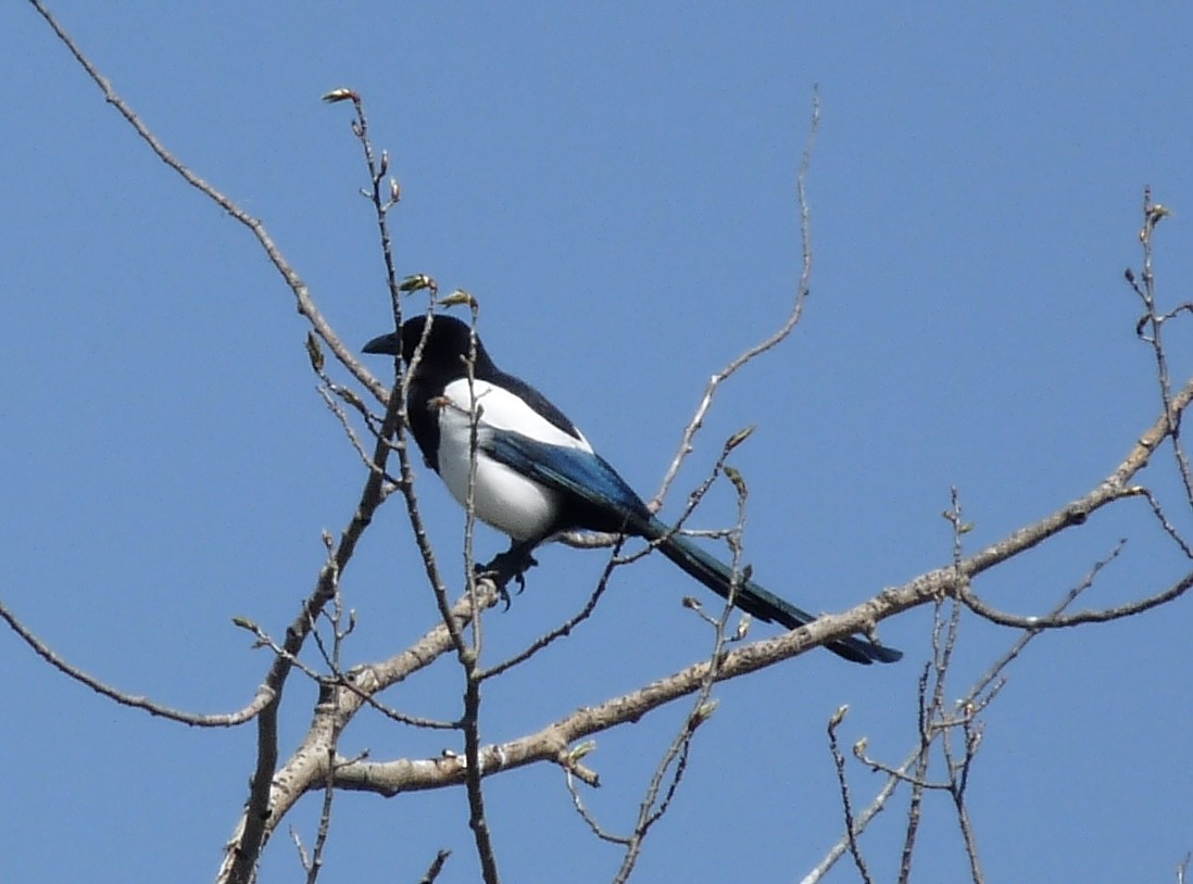 Mika iparramerikarra - ML634331083