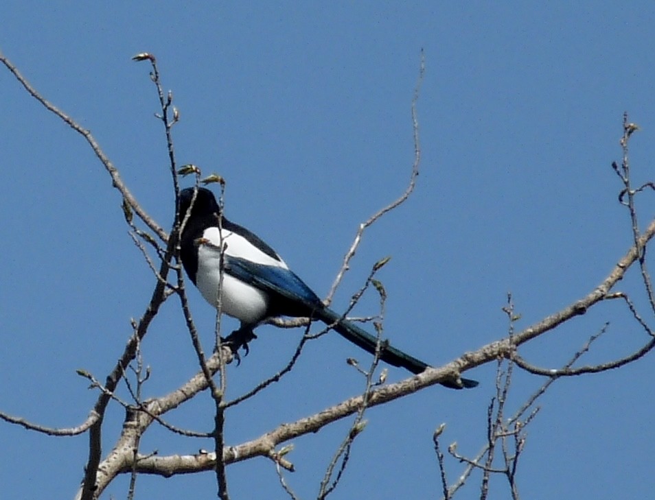 Mika iparramerikarra - ML634331084