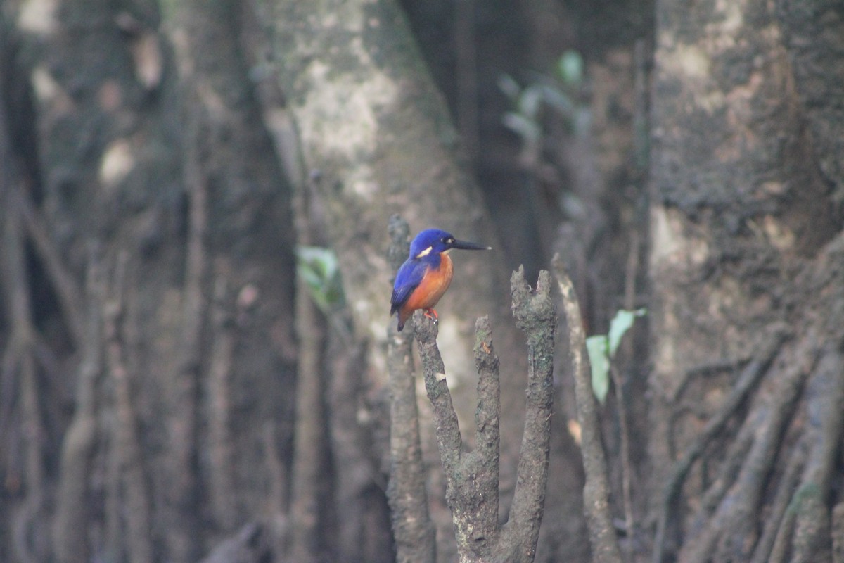 Azure Kingfisher - ML634331141