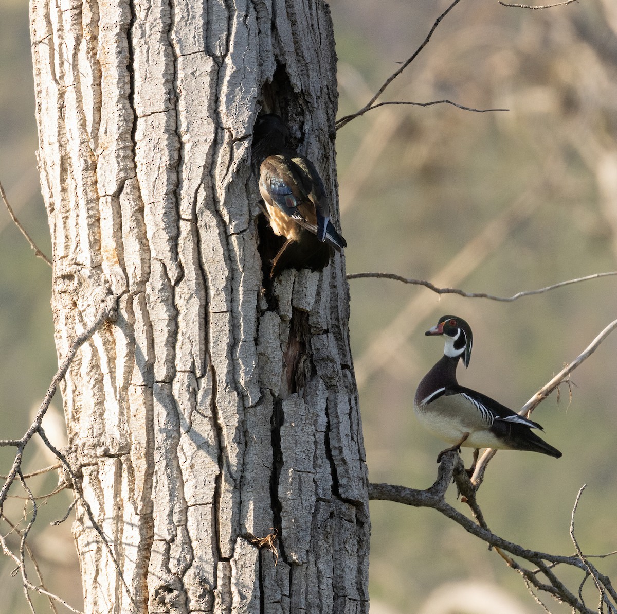Wood Duck - ML634331147