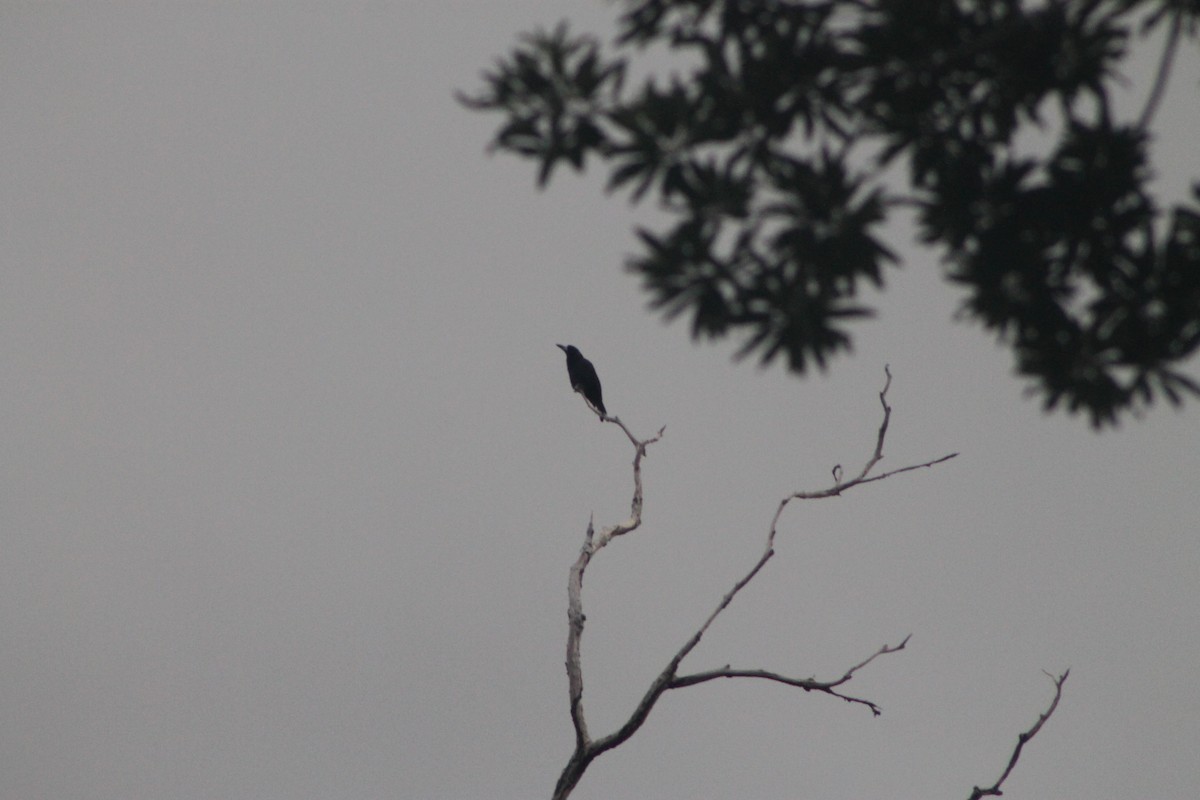 Black Butcherbird - ML634331153