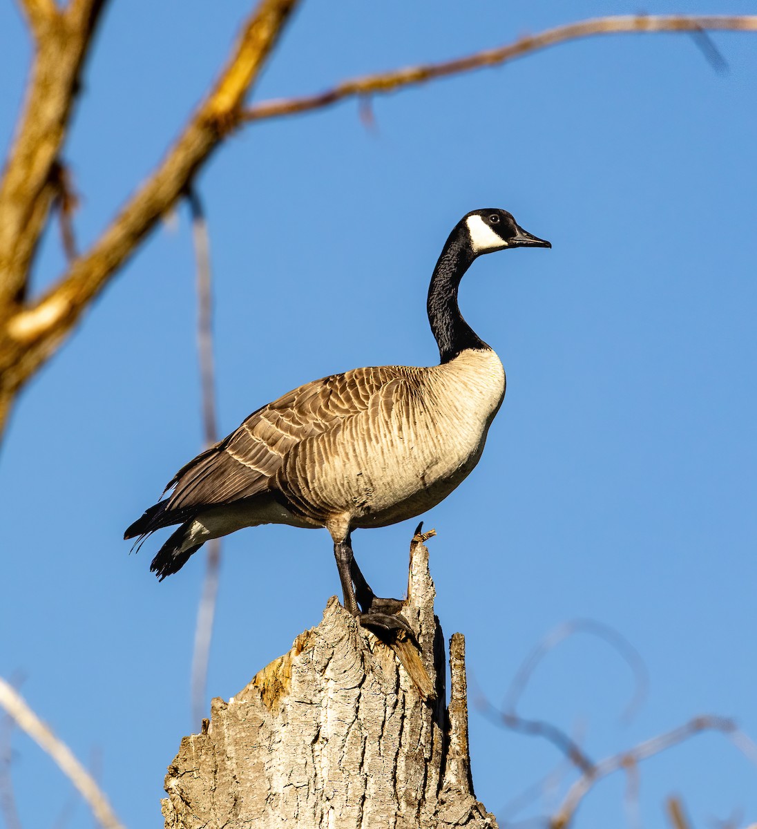 Canada Goose - ML634331188