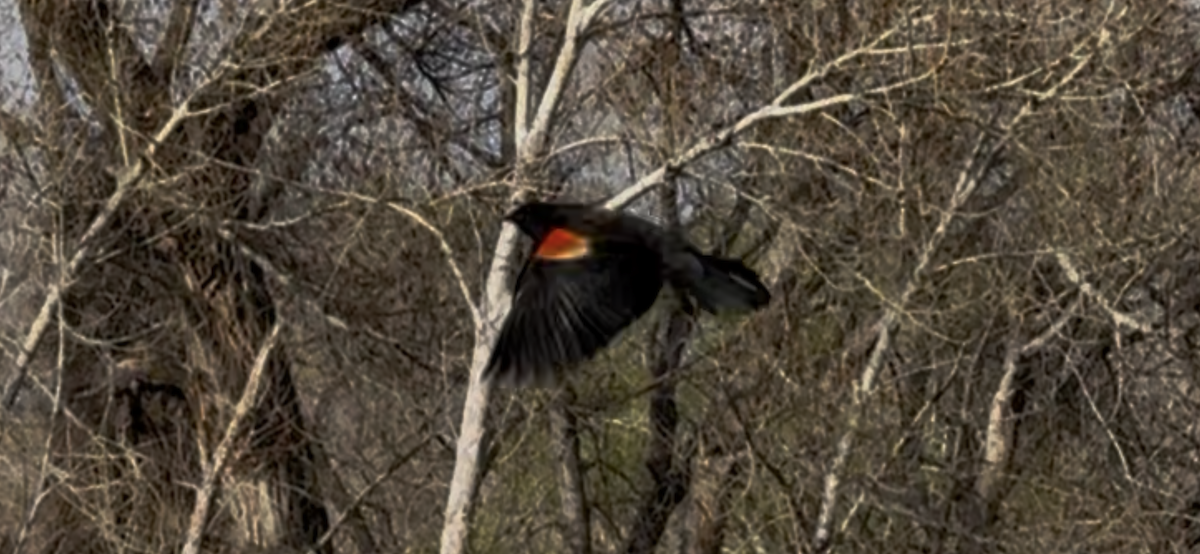 Red-winged Blackbird - ML634331204