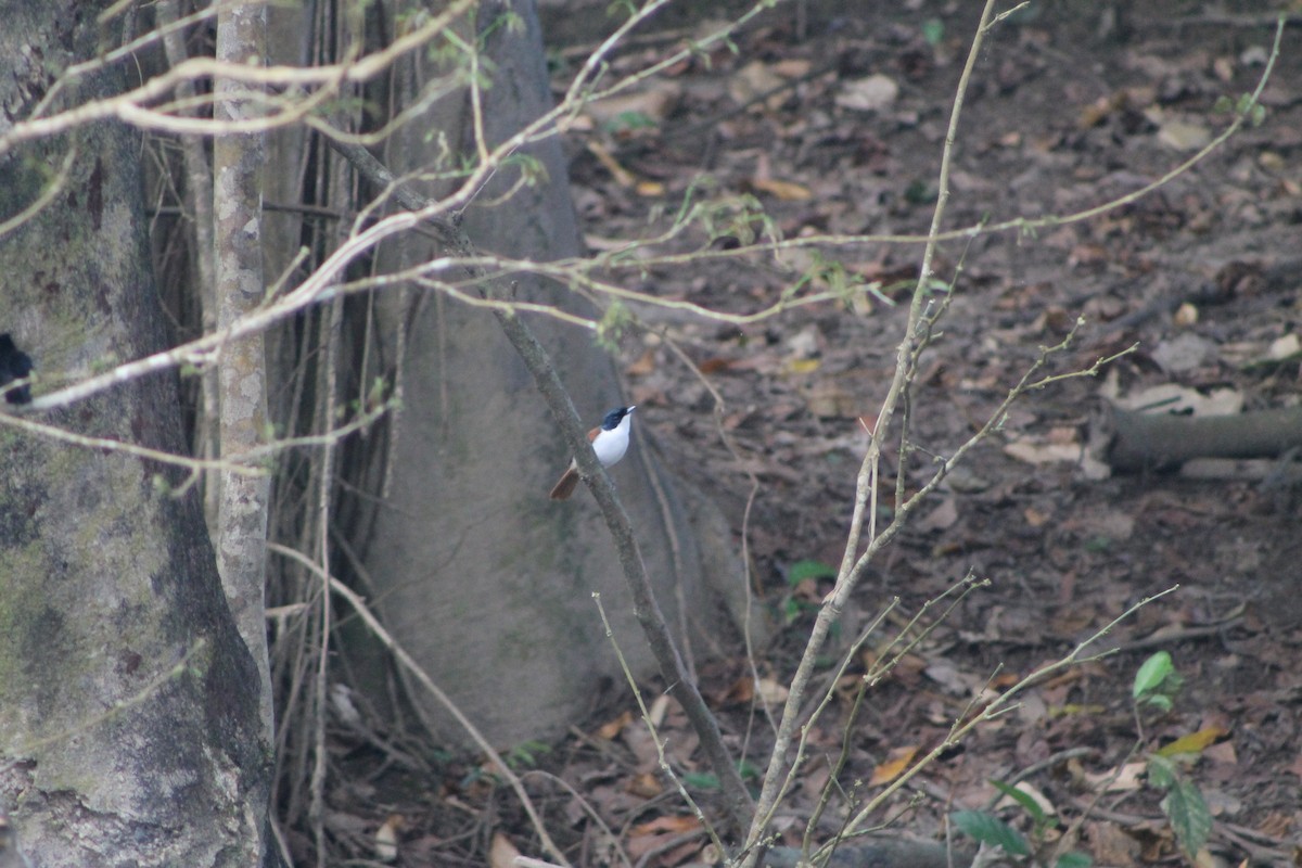 Shining Flycatcher - ML634331224