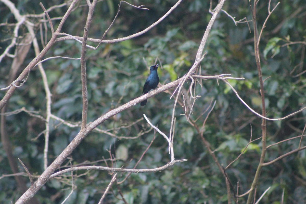 Shining Flycatcher - ML634331225