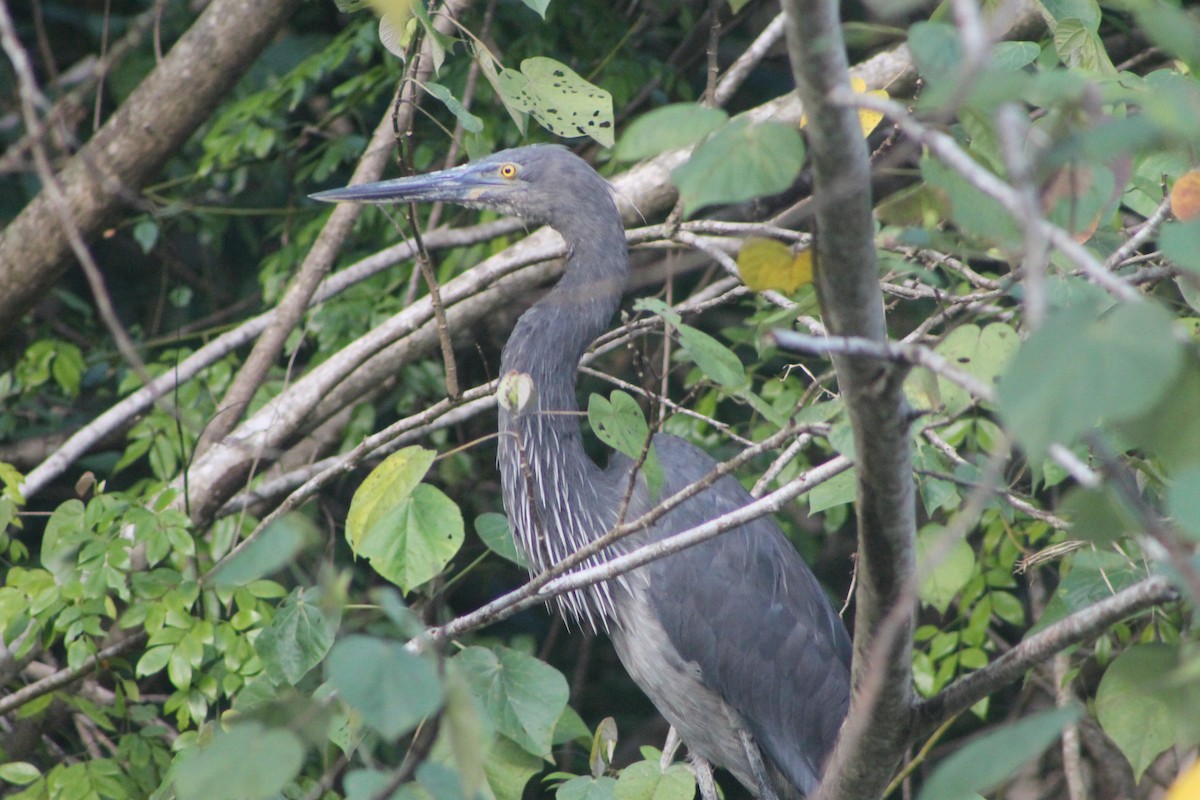 Great-billed Heron - ML634331236
