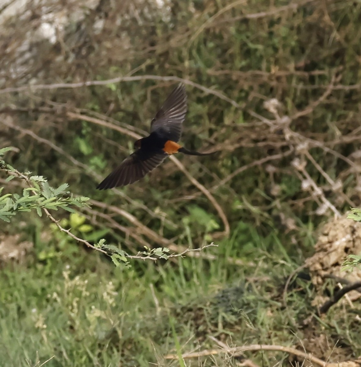 Eastern Red-rumped Swallow - ML634331609