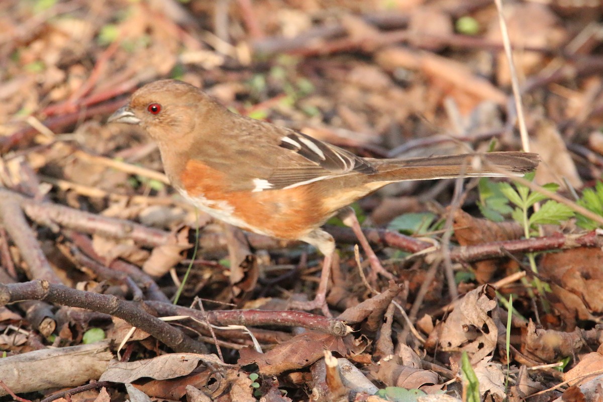 Eastern Towhee - ML634331624