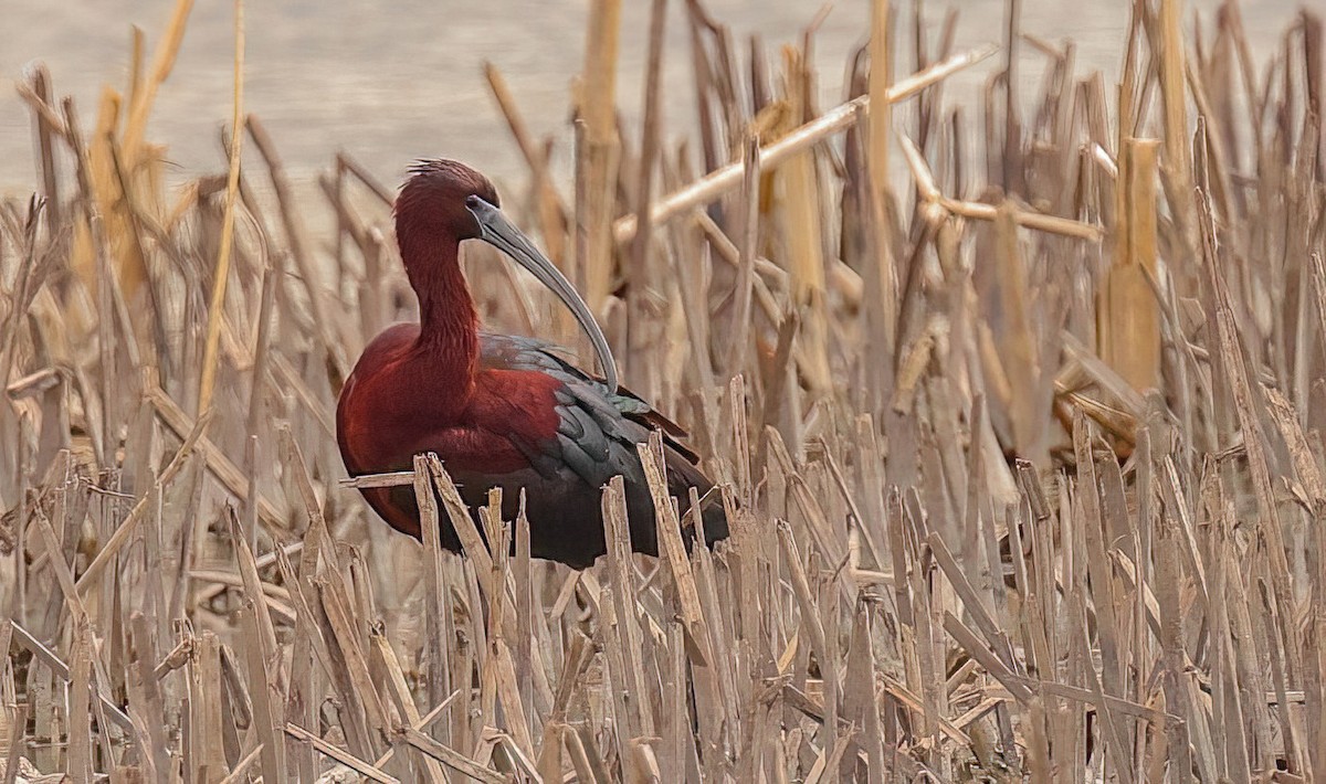 bronseibis - ML634331627