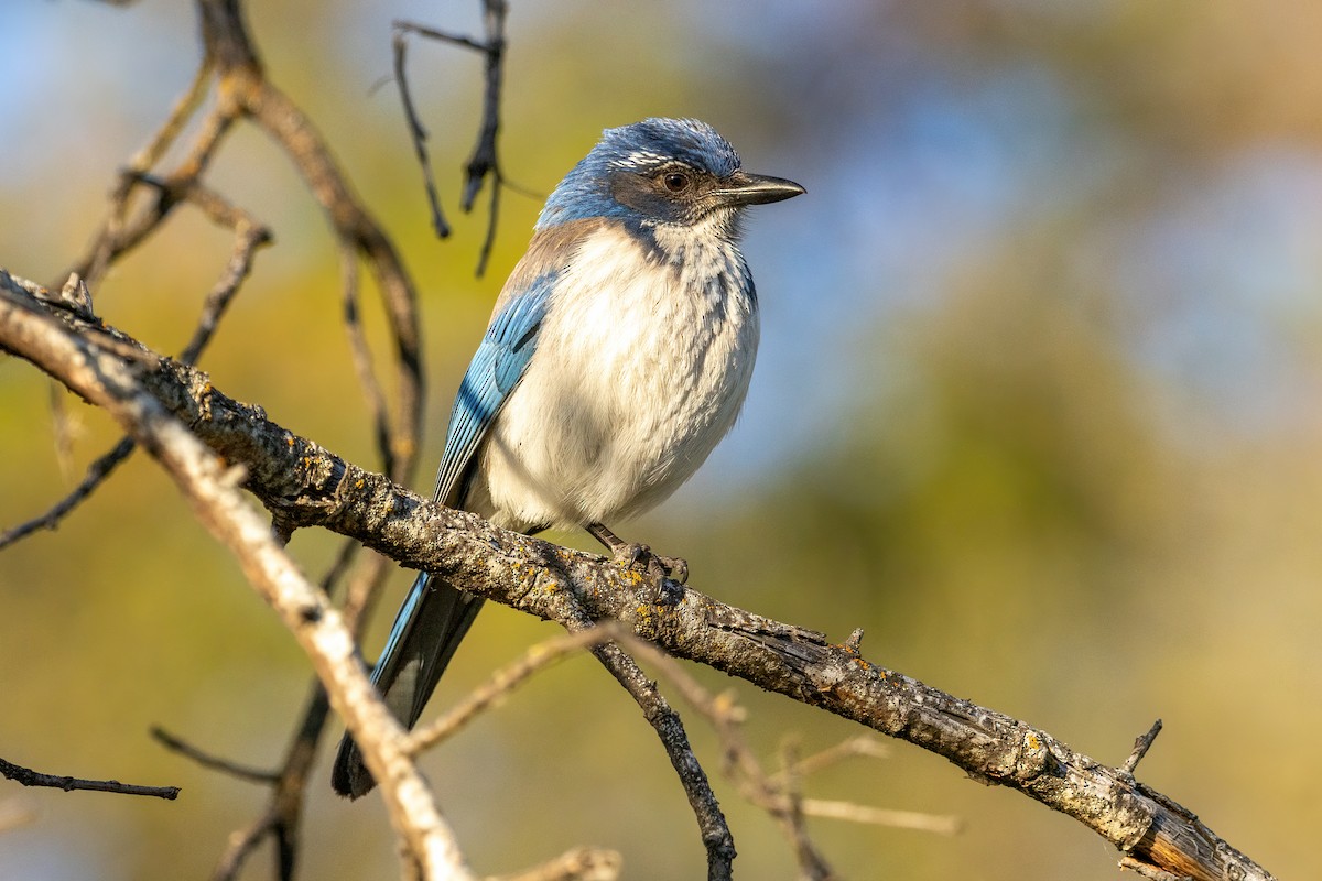 California Scrub-Jay - ML634331653