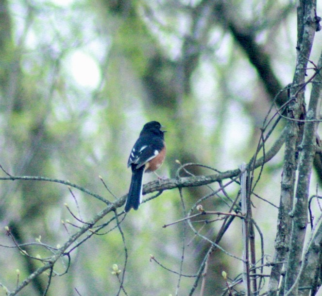 Eastern Towhee - ML634331878