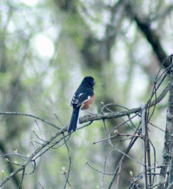 Eastern Towhee - ML634331879