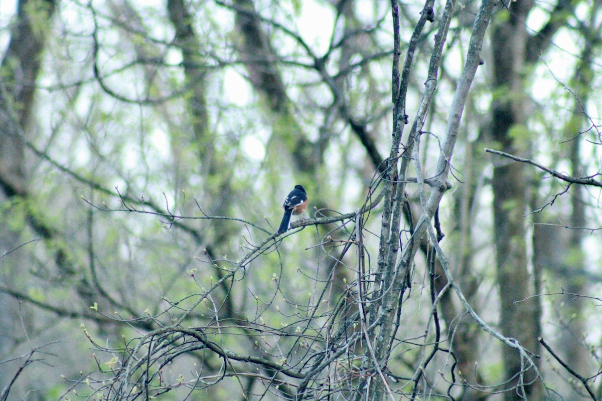 Eastern Towhee - ML634331888