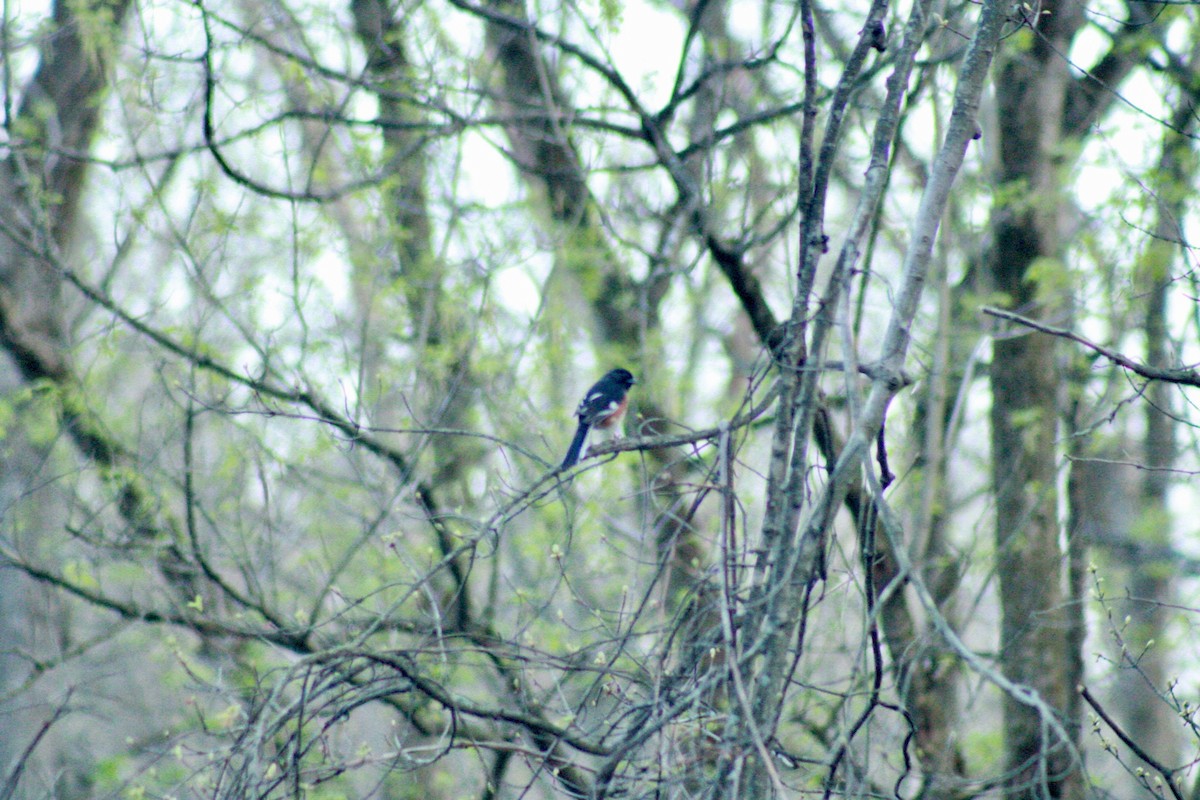 Eastern Towhee - ML634331889