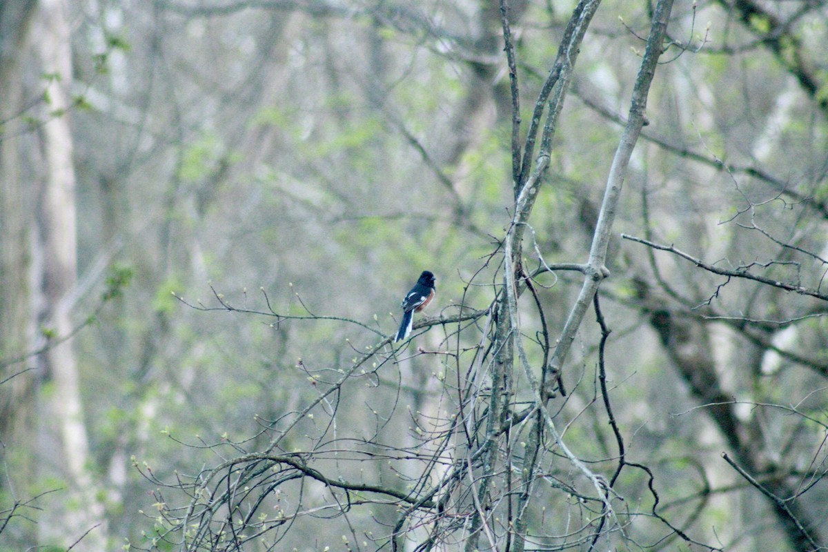 Eastern Towhee - ML634331890