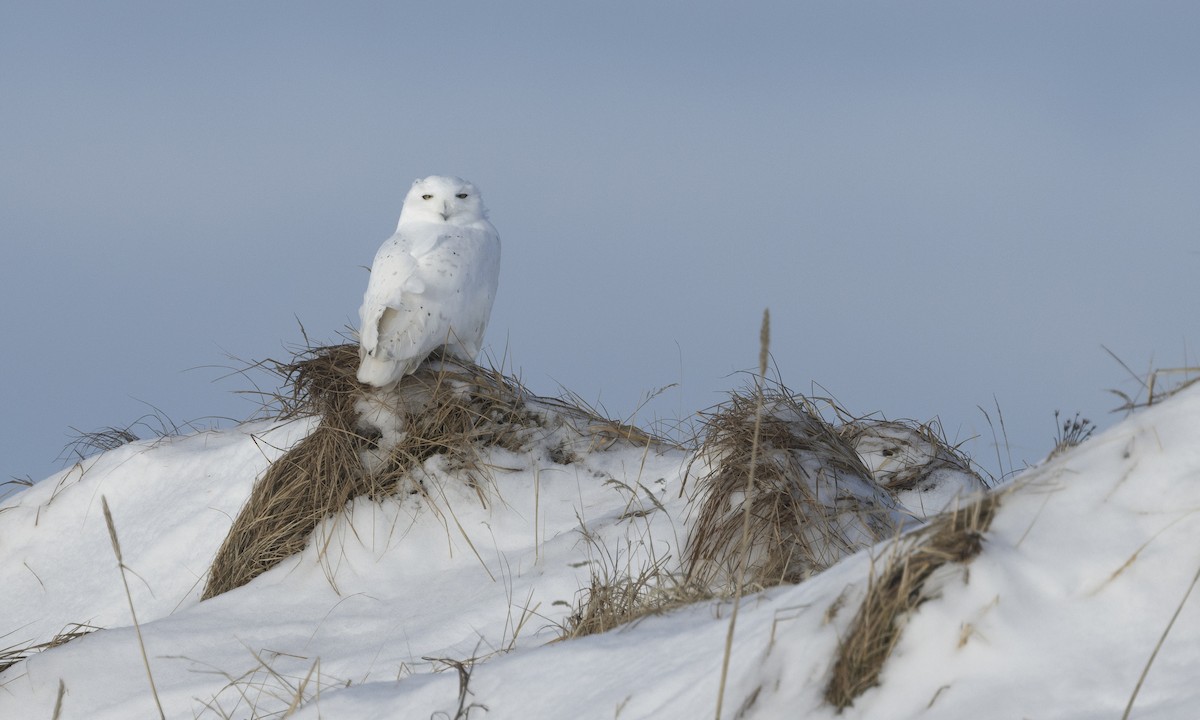 Snowy Owl - ML634331922