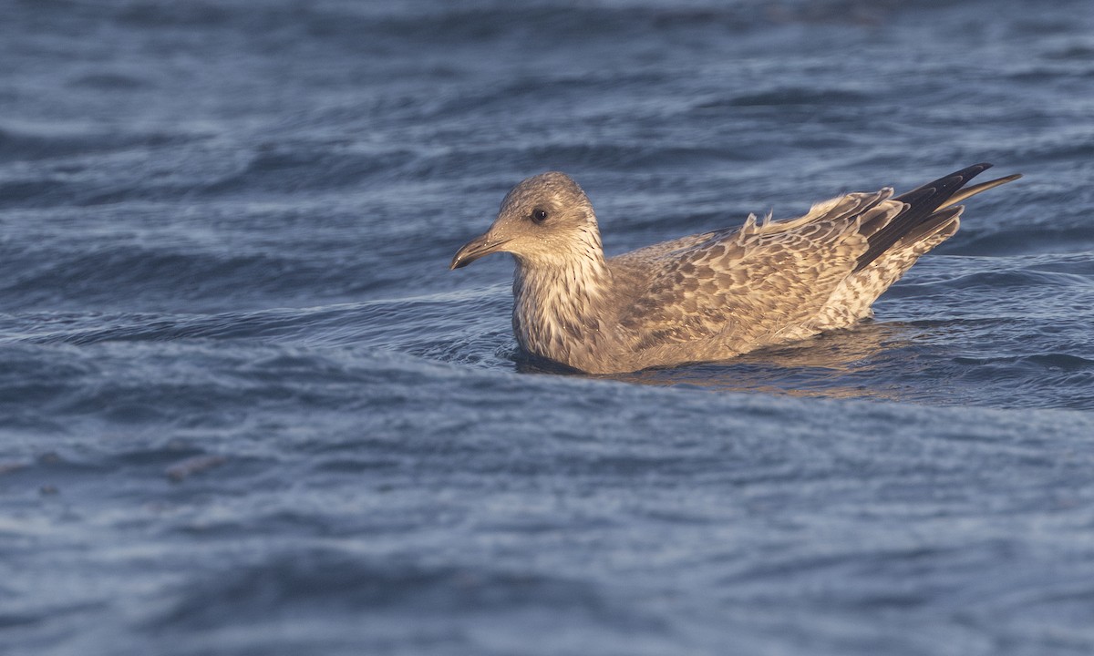 Vega Gull - ML634332011