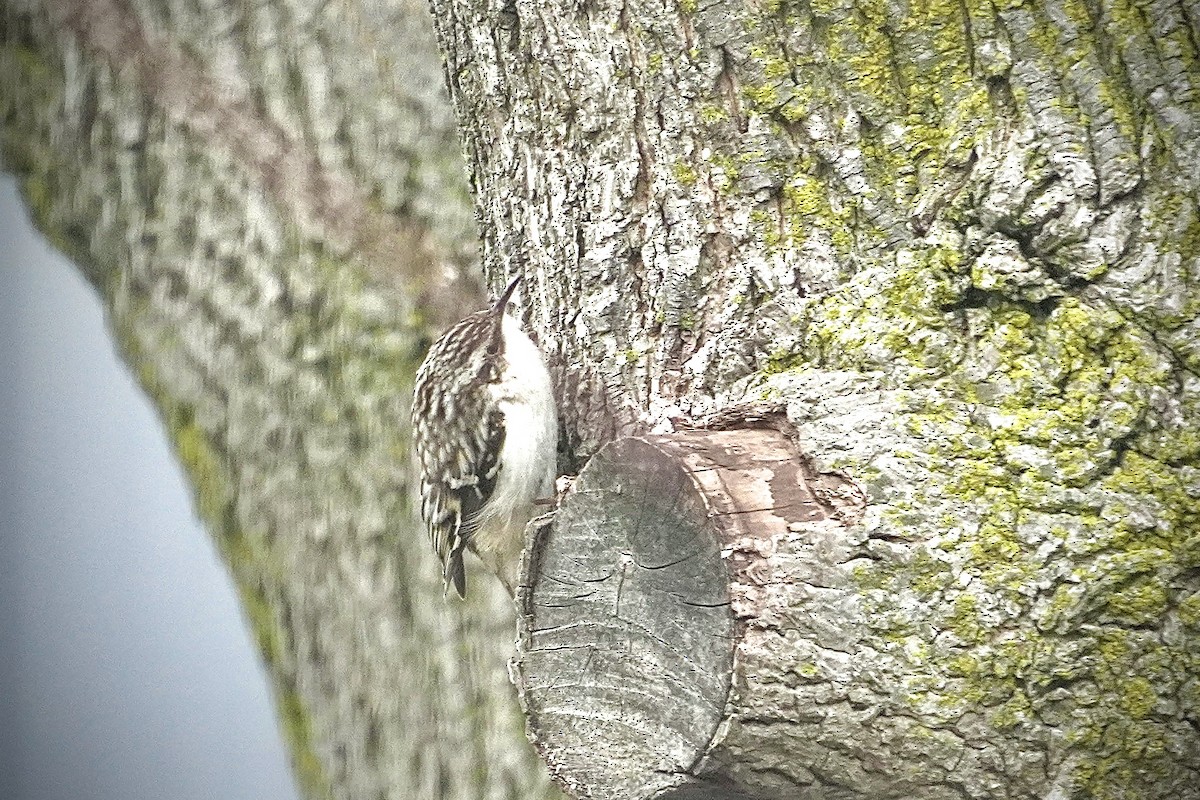 Brown Creeper (americana/nigrescens) - ML634332057