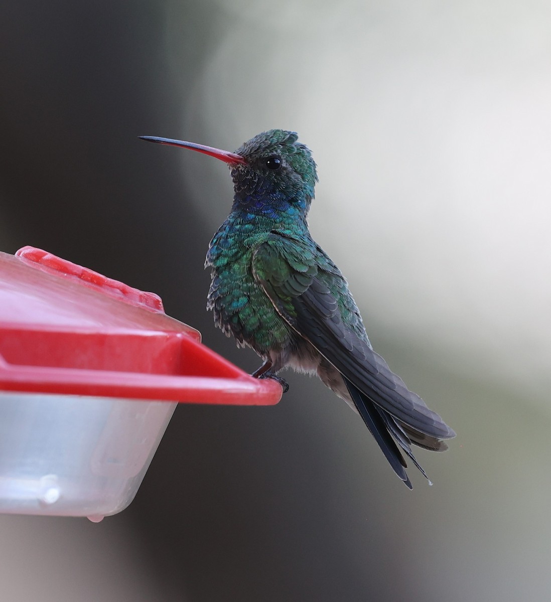 Broad-billed Hummingbird - ML634332078