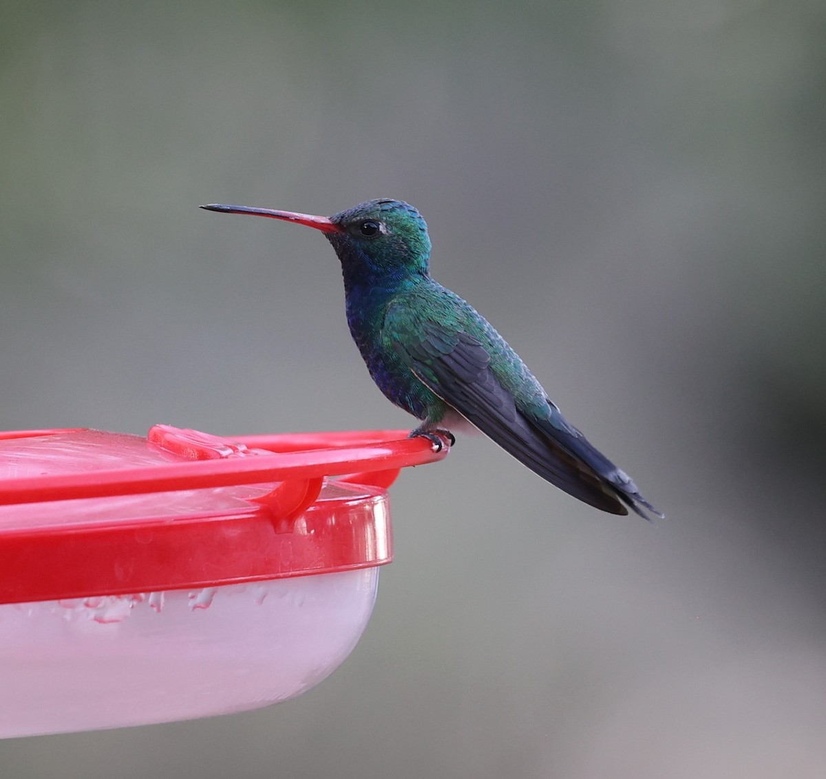 Broad-billed Hummingbird - ML634332079