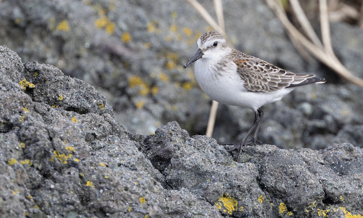 Western Sandpiper - ML634332080