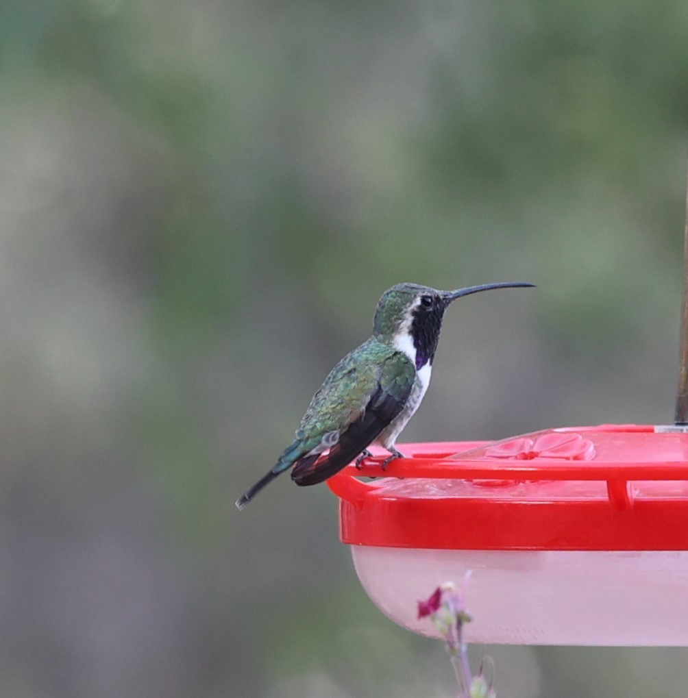Lucifer Hummingbird - ML634332081