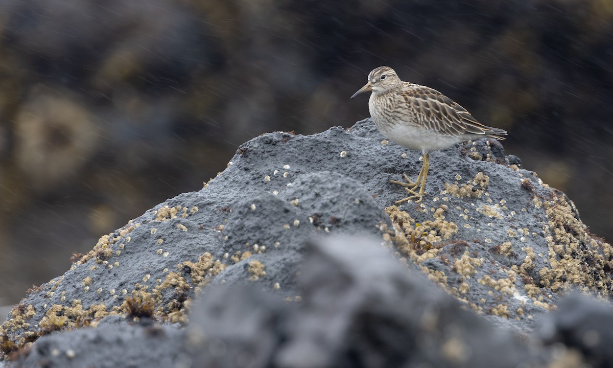 Pectoral Sandpiper - ML634332121