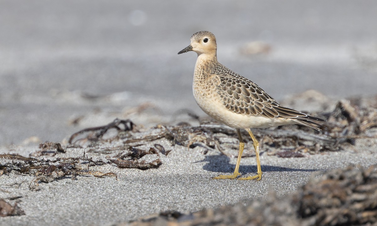 Buff-breasted Sandpiper - ML634332156