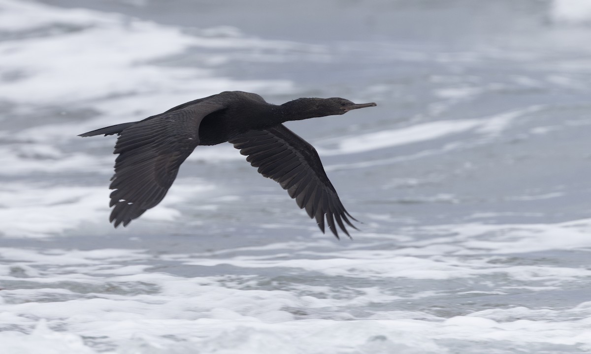 Pelagic Cormorant - ML634332181