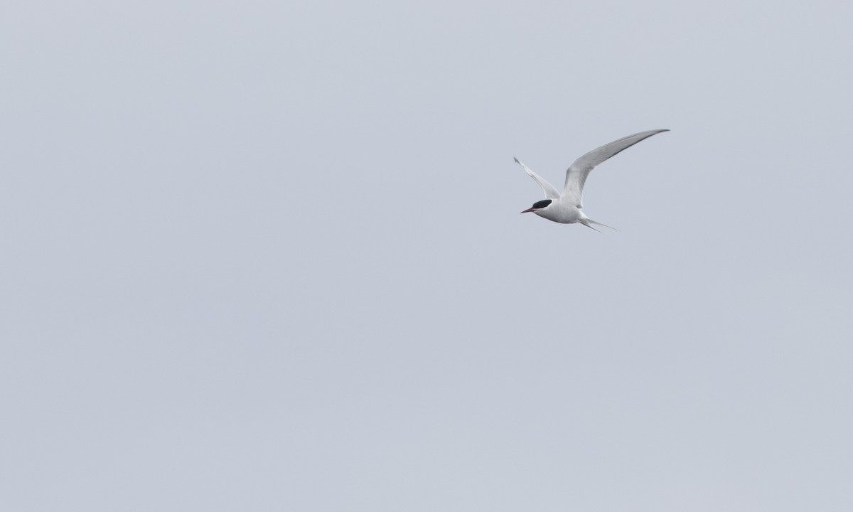 Arctic Tern - ML634332224