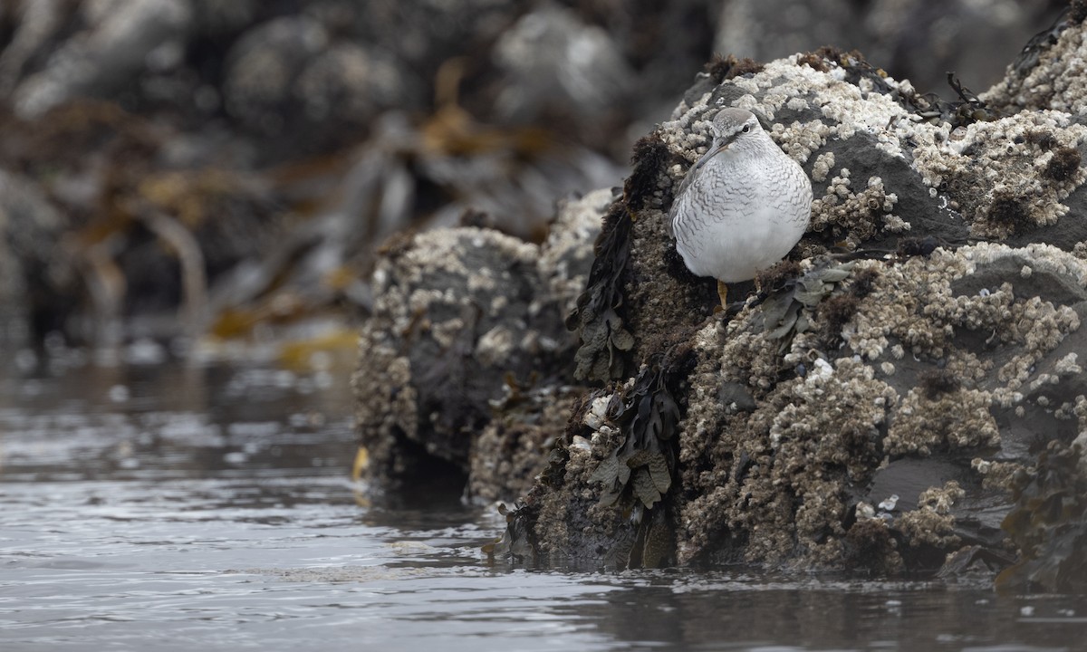Gray-tailed Tattler - ML634332249