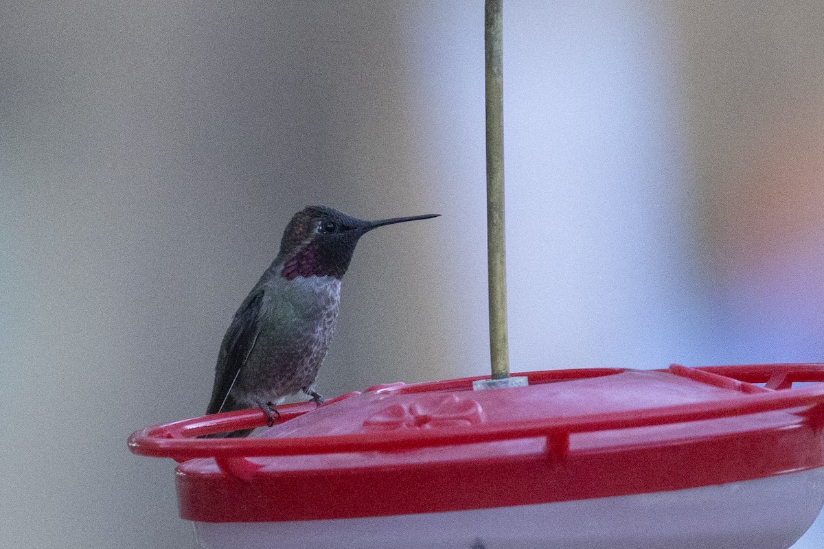 Anna's Hummingbird - ML634332297