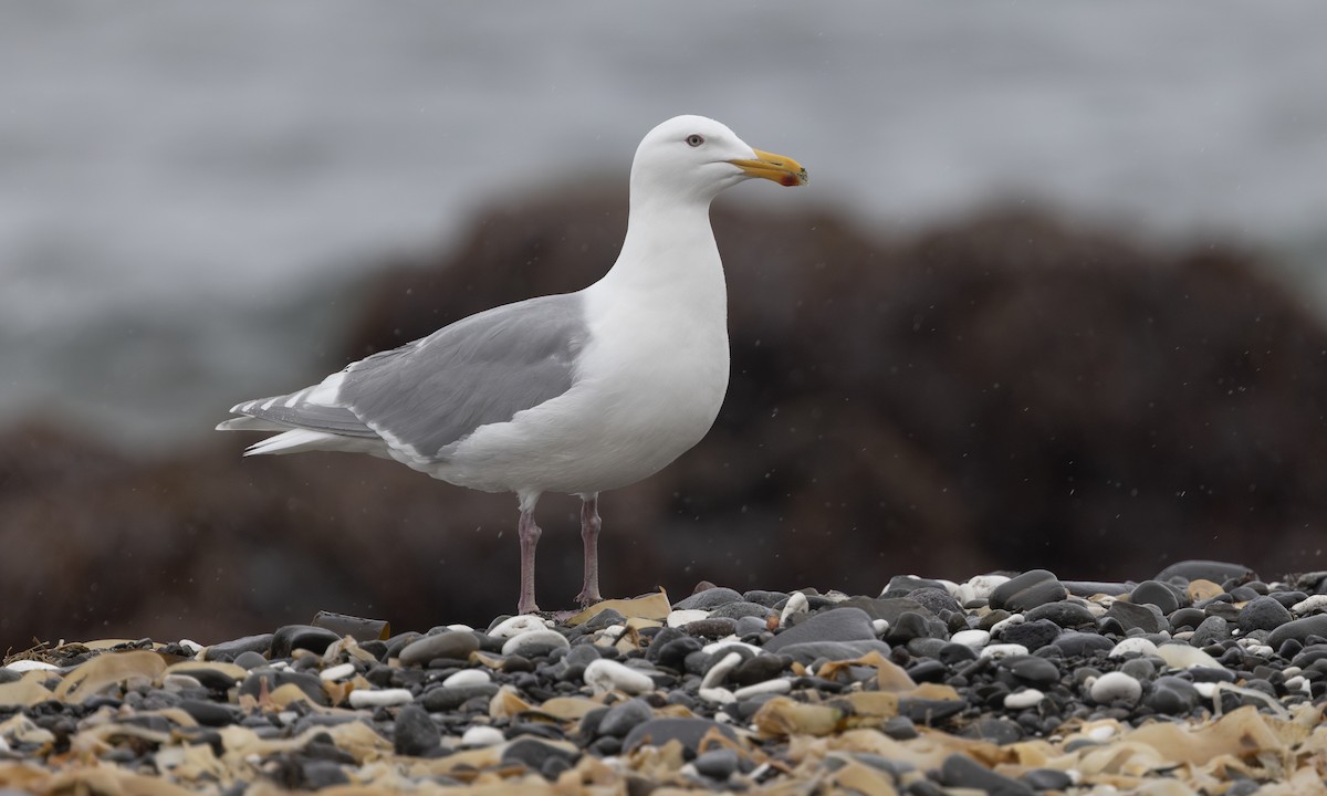 Glaucous-winged Gull - ML634332327