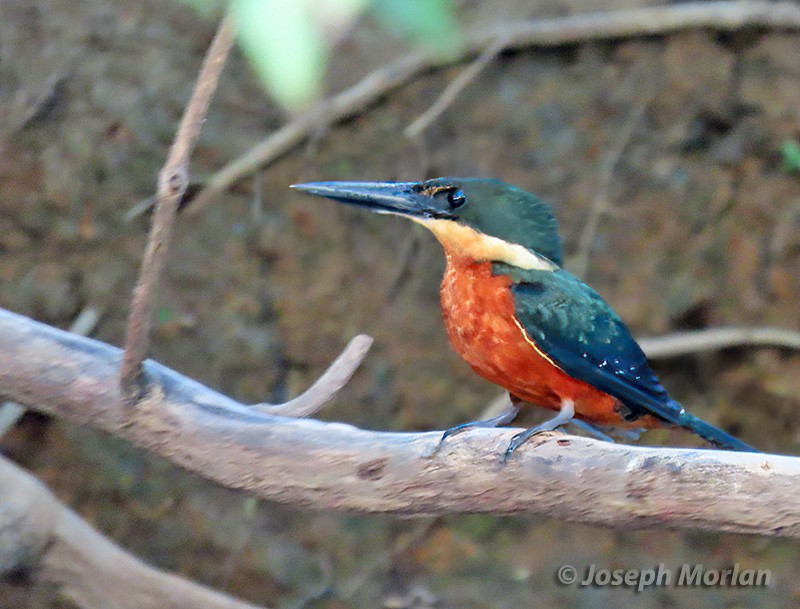 Green-and-rufous Kingfisher - ML634332399