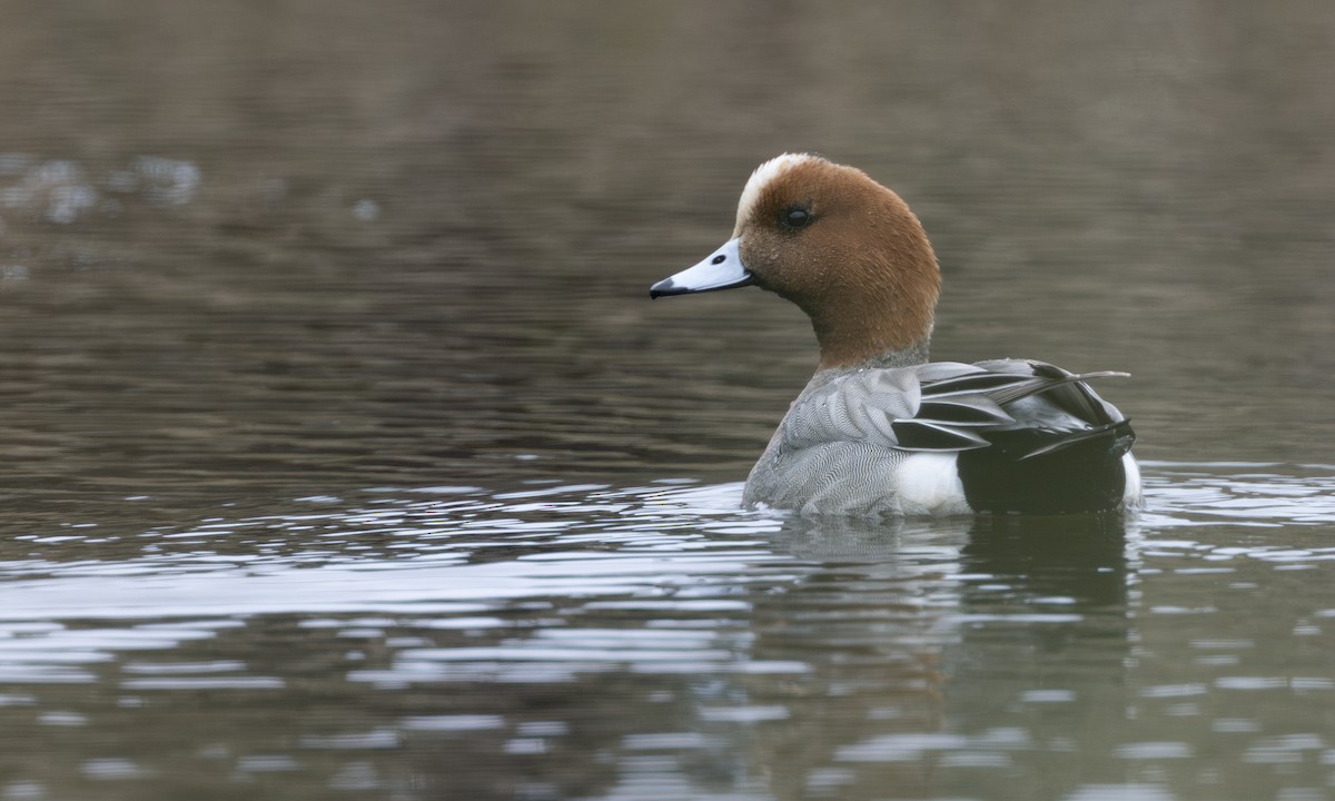 Eurasian Wigeon - ML634332406