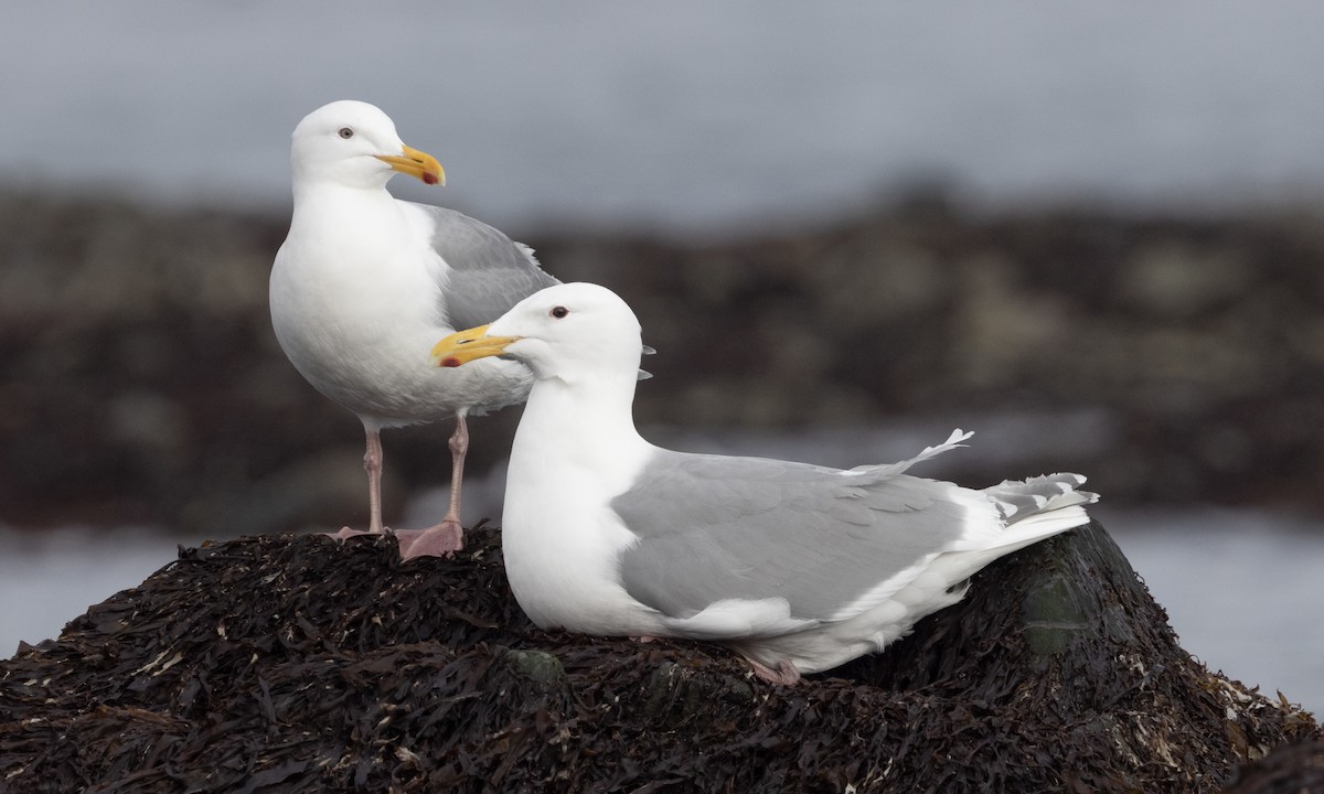Glaucous-winged Gull - ML634332517
