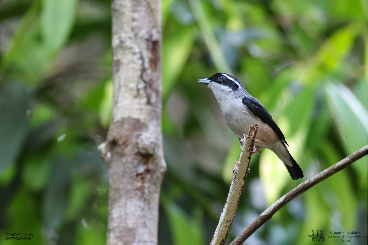 White-browed Shrike-Babbler - ML634332557