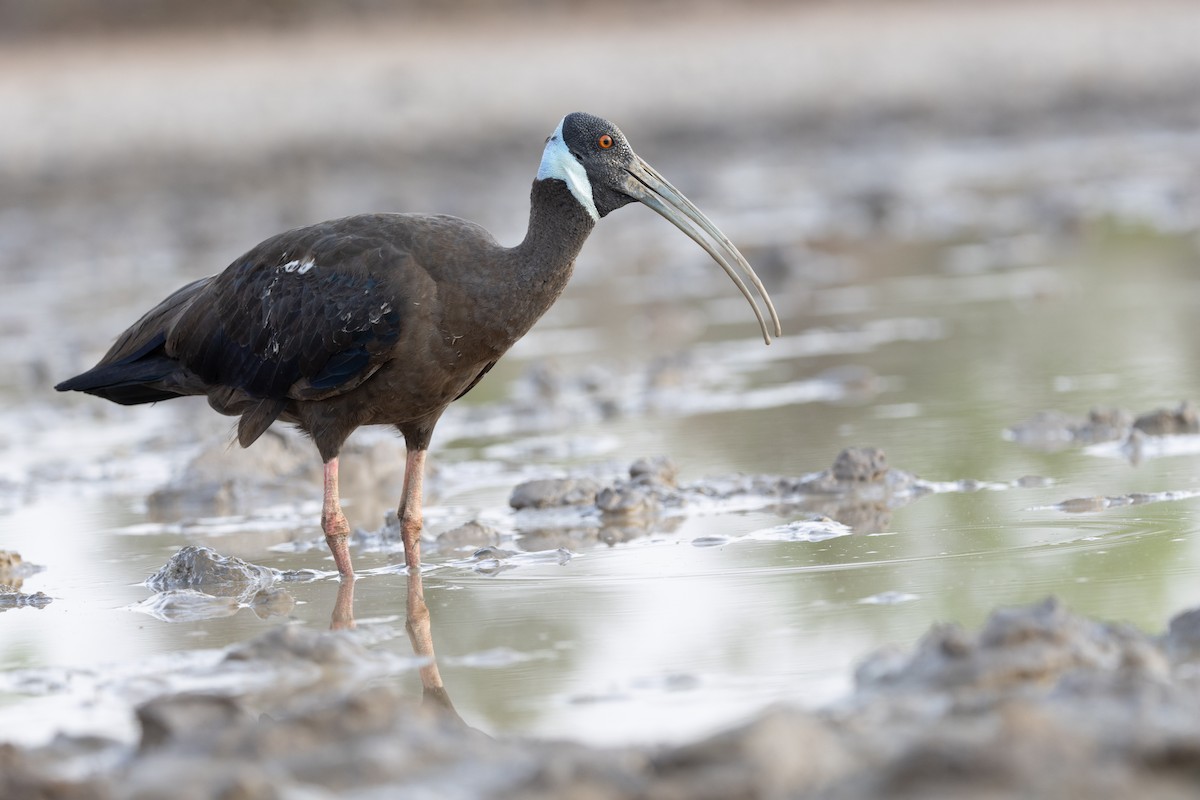 White-shouldered Ibis - ML634332562