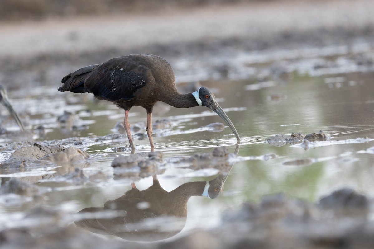 White-shouldered Ibis - ML634332563